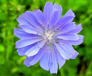 گل کاسنی-خواص و فواید عرق کاسنی