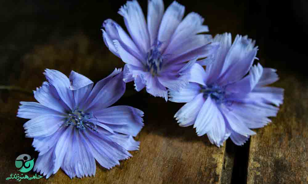 فواید کاسنی,گیاه کاسنی