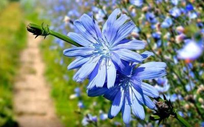 خواص کاسنی- سایت مصباح خواص و فواید عرق کاسنی در سایت مصباج
