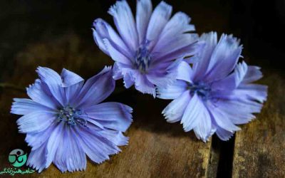 کاسنی-سایت مصباح فواید کاسنی,گیاه کاسنی